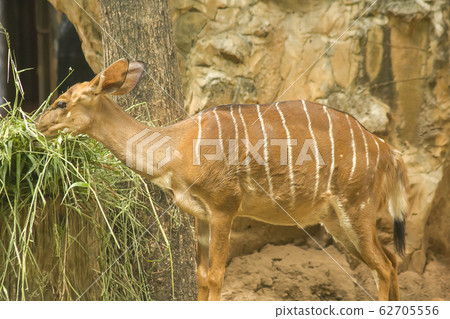 nyala in the zoo nyala in the zoo 62705556