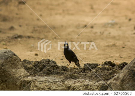 Acridotheres are on the ground. Acridotheres are on the ground. 62705563