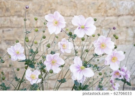 Cosmos 62706033