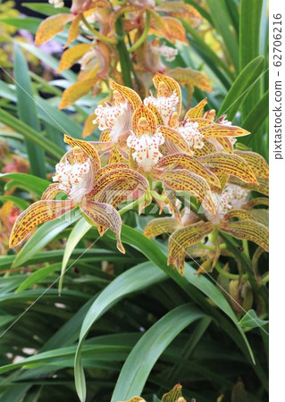 大花蕙蘭(Cymbidium Trasianum) 大花蕙蘭(Cymbidium Trasianum) 62706216