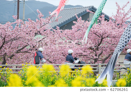 川津櫻與日常生活 62706261