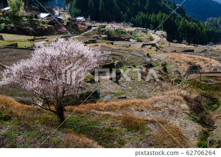 Cherry blossoms in rice terrace 62706264