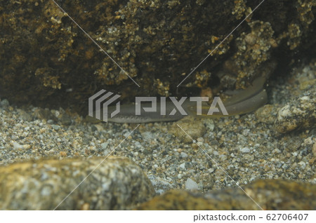 Snatch Snatch 62706407