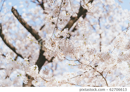 Cherry blossoms in full bloom to announce warm spring 62706613