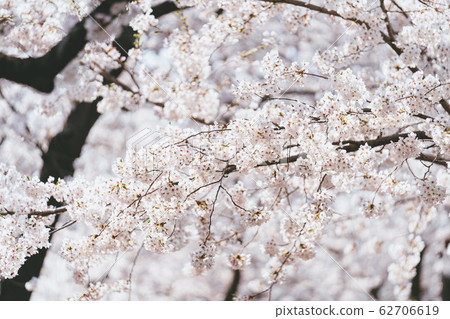 Cherry blossoms in full bloom to announce warm spring 62706619
