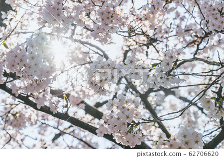 Cherry blossoms in full bloom to announce warm spring 62706620