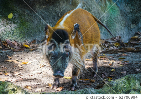 Image of wild red boar 62706994