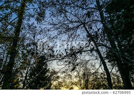 Evening view and forest silhouette (Sendai / Ice Age forest) Evening view and forest silhouette (Sendai / Ice Age forest) 62706995