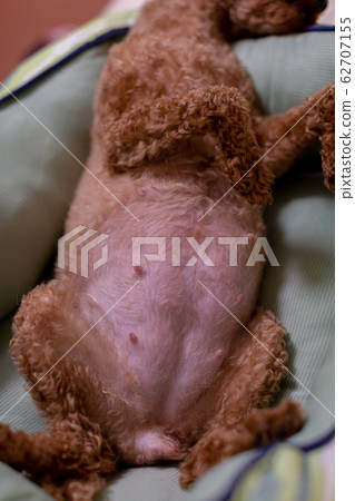 Toy Poodle Pregnant Maternity Dog 62707155