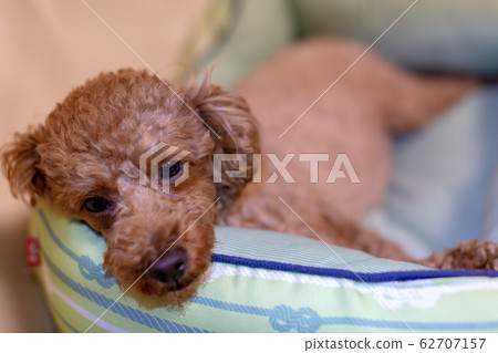 Toy Poodle Pregnant Maternity Dog 62707157