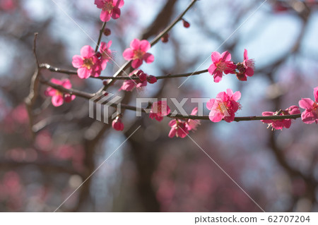 Red plum blue sky Red plum blue sky 62707204