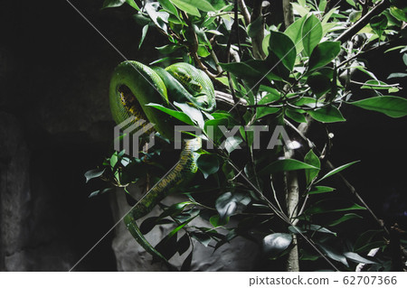 A close-up view of a Green or tree python lat.Morelia viridis . Python lies curled up on a tree branch. slithering on a tree. A close-up view of a Green or tree python lat.Morelia viridis . Python lies curled up on a tree branch. slithering on a tree. 62707366