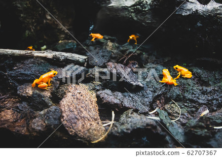 Poisonous frog, poison dart frog Phyllobates Terribilis. Yellow orange Tropical Frog. Poisonous frog, poison dart frog Phyllobates Terribilis. Yellow orange Tropical Frog. 62707367