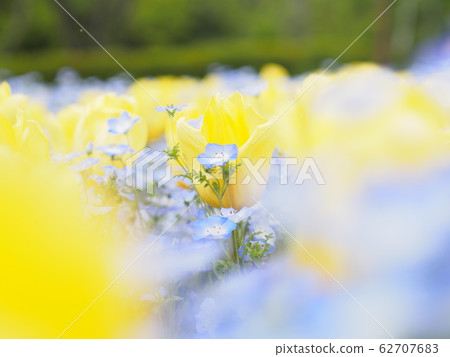 Nemophila Nemophila 62707683