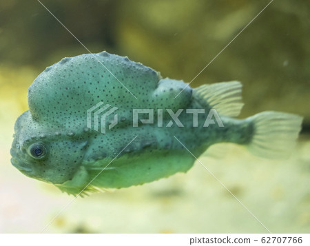 Dungow Berlin Aquarium Germany Lumpsucker 62707766