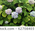 繡球盛開前 62708403