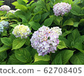 丁香繡球盛開 62708405