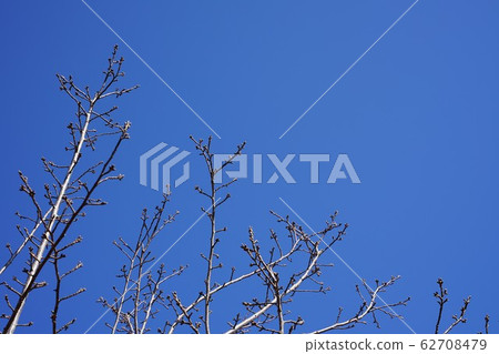 Park landscape 62708479