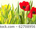 Red tulip in the flower bed 62708956