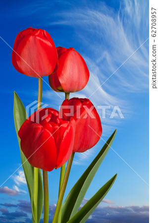 Red tulips on the blue sky 62708957