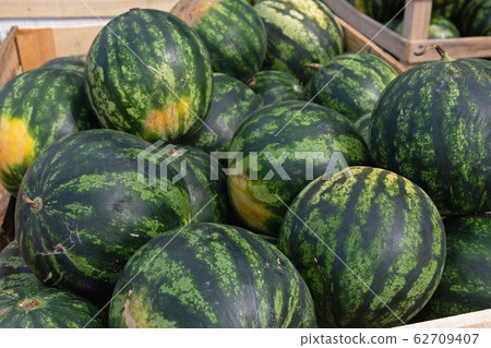 Green Watermelons 62709407