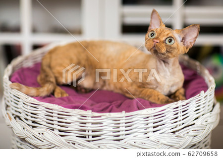 Beautiful devon rex cat is sitting on the scratching post 62709658