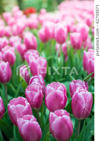 Field of pink tulips 62709873