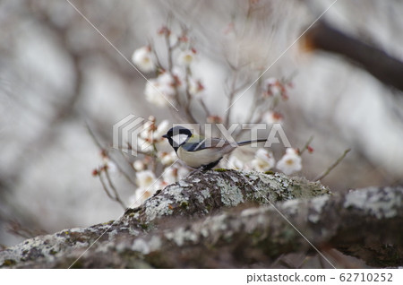 Shijyaku in the white plum Shijyaku in the white plum 62710252