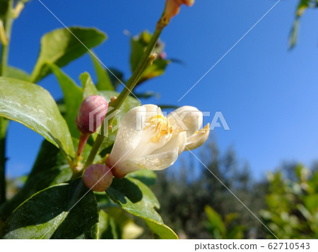 Lemon Flower 62710543