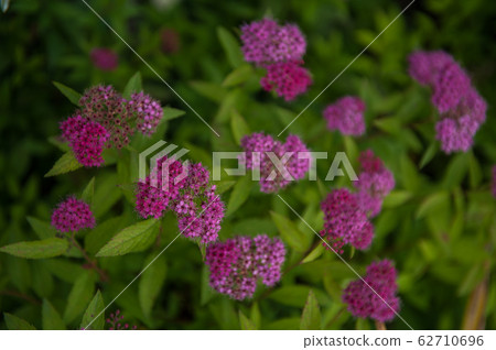 Blooming Willow-herb meadow Blooming Willow-herb meadow 62710696