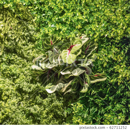 Beautiful vivid green leaf wallpaper and environment scene Beautiful vivid green leaf wallpaper and environment scene 62711252