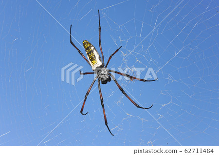 Red legged golden orb weaver spider female - Nephila inaurata madagascariensis, resting on her net, blue sky in background Red legged golden orb weaver spider female - Nephila inaurata madagascariensis, resting on her net, blue sky in background 62711484