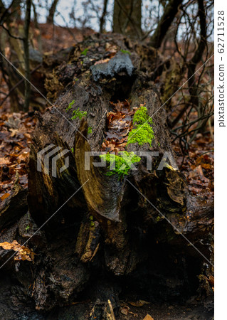 Uprooted tree Uprooted tree 62711528