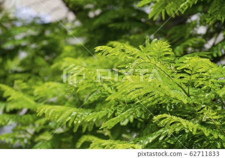 Royal Poinciana or Delonix Regia green leaves Royal Poinciana or Delonix Regia green leaves 62711833
