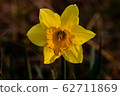Yellow daffodil blossom 62711869