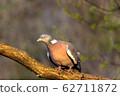 Wood pigeon on branch 62711872