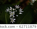Wild garlic flowers 62711879