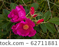 Wild briar on a bush 62711881
