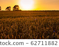 Wheat field with cornflowers 62711882