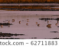Wading birds foraging 62711883