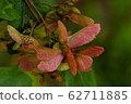 Vine leaf maple fruits 62711885