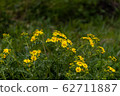 Vernal groundsel 62711887