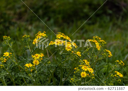 Vernal groundsel 62711887