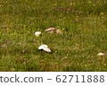 Various mushrooms 62711888