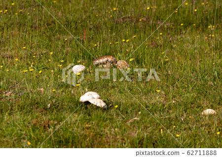 Various mushrooms 62711888