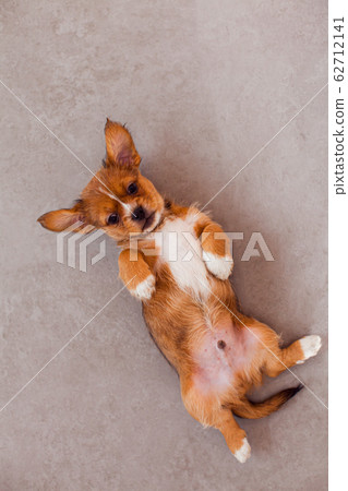 Top view pekingese dog laying on gray tile floor 62712141