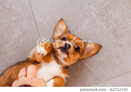 Small japanese chin dog laying on back 62712142