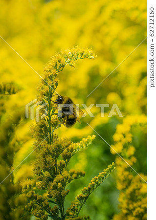 bumblebee collects flower nectar of goldenrod 62712160