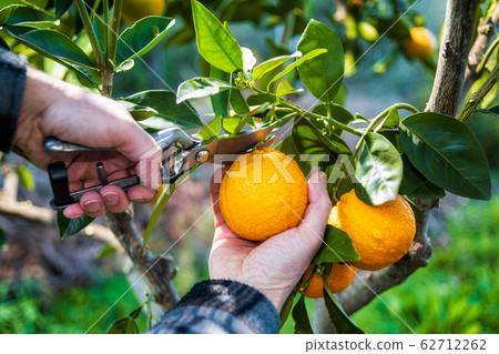 Farmer makes the orange harvest in winter. Farmer makes the orange harvest in winter. 62712262