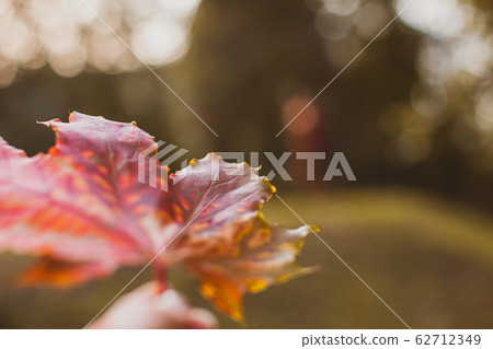 Red maple leaf over blurred nature background. 62712349